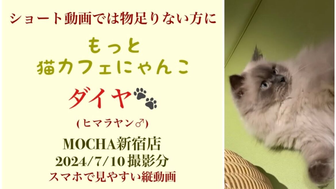 【完全版】　🐱ダイヤ🐱　猫カフェMOCHA新宿店　(ヒマラヤン♂)　2024/7/10 撮影分　　#日替わり猫カフェにゃんこ
