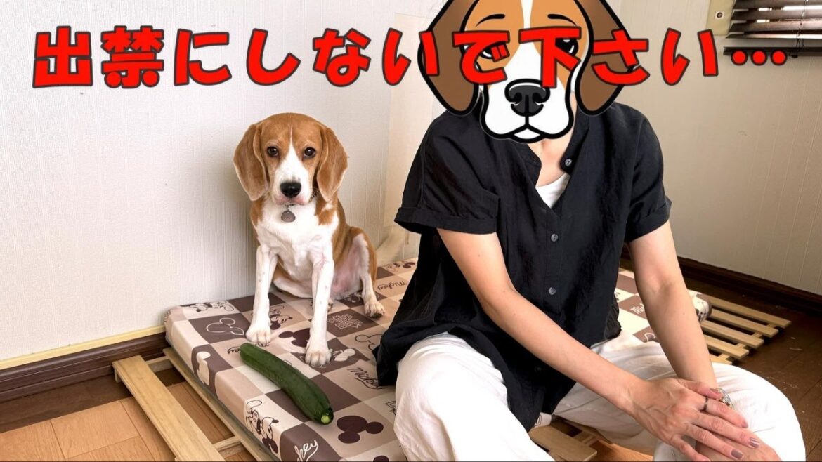 はじめての留守番！実家でやらかし続けるビーグル犬