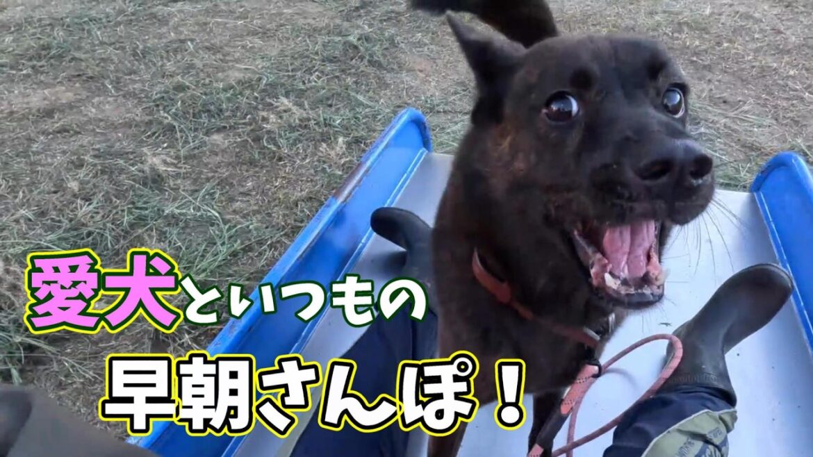 朝からテンヤワンヤ！いつもの早朝さんぽ-　甲斐犬いち