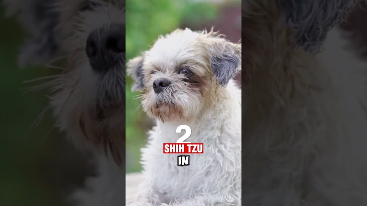 Discover the TOP 5 Longest Living Dog Breeds! #shorts #trending #doglover #dog