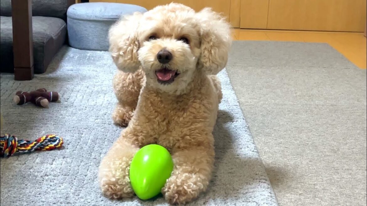 新しく買ってもらったおもちゃが楽しすぎておかしな行動になる大きいトイプードル【デカプー】【トイプードルのロアくん】【toy poodle】
