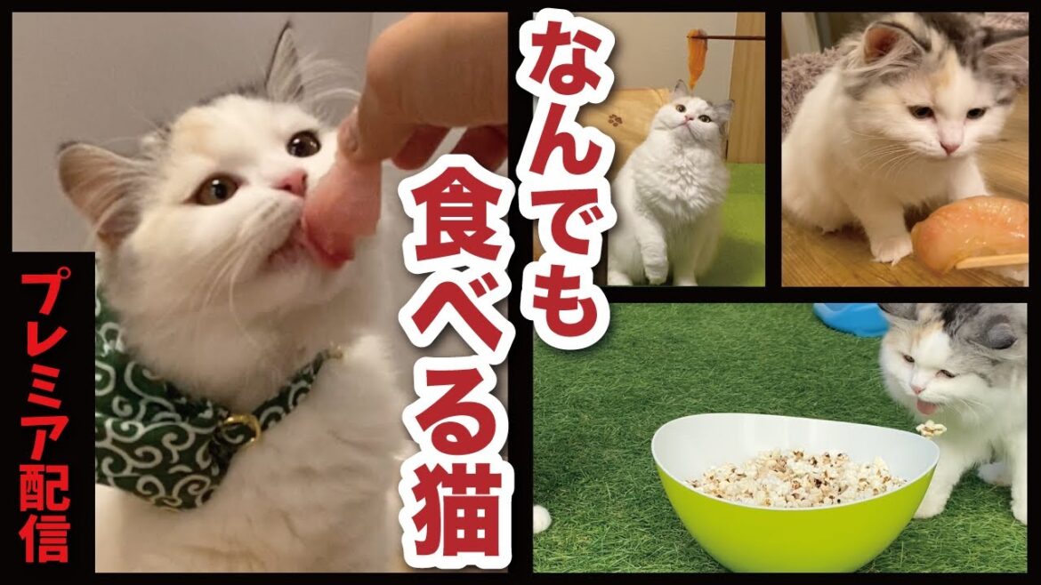 【プレミア配信】なんでも食べてしまう猫がこちら【総集編】【関西弁でしゃべる猫】【猫アテレコ】