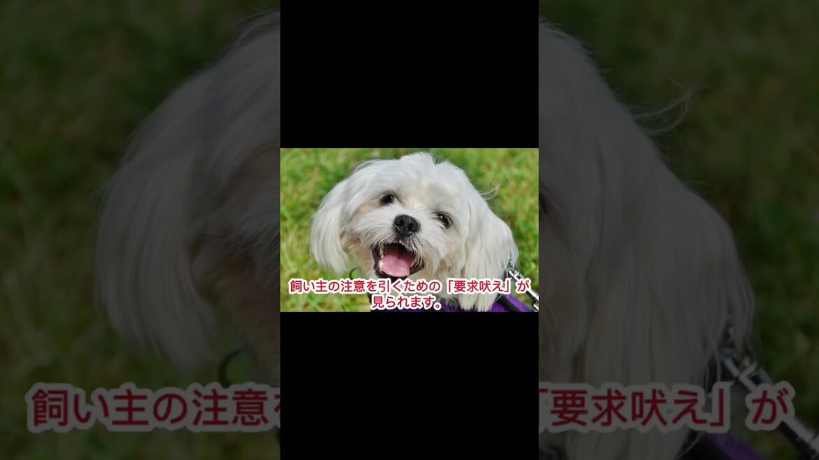 ＃12飼うまえに見て‼️マルチーズのデメリット