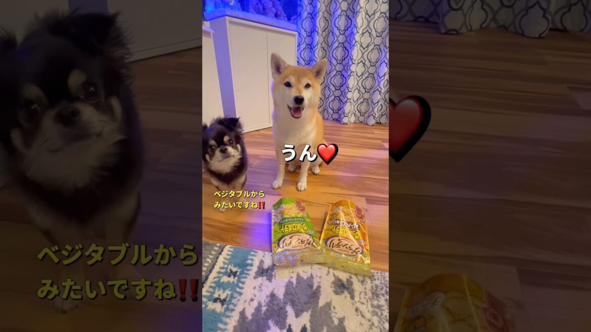 犬用サッポロポテト🐶🐶❤️#柴犬 #チワワ #shorts