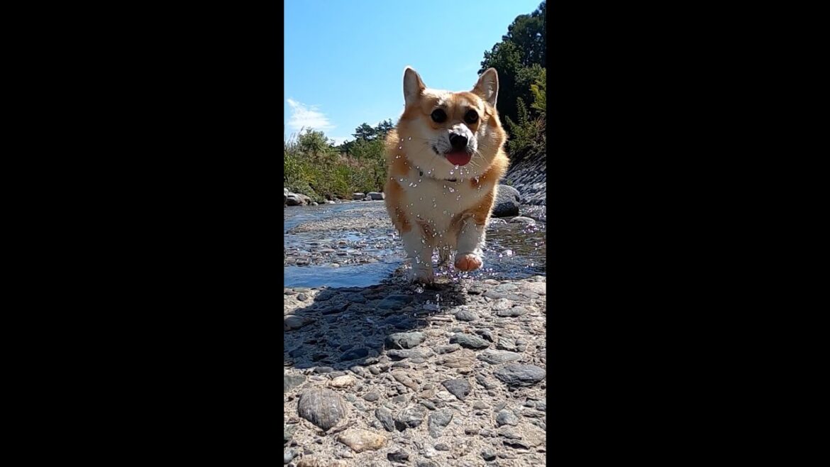 水際を歩くコーギー / A corgi walking at the water's edge #shorts