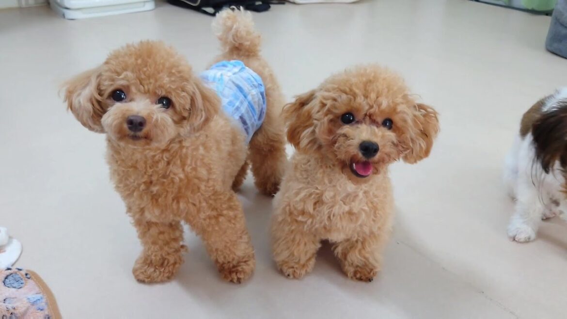 トイプードルのぷうたくん、妹を連れてくる　🐶ひみつきちなう！②🐶  2024年9月12日