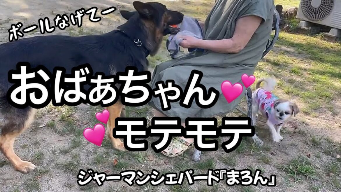 【ジャーマンシェパード】84歳シェパード大好きおばあちゃん！うつ病のお薬はやめられないけどおばあちゃんを元気にしてくれるまろんとハナは特効薬だね❣️