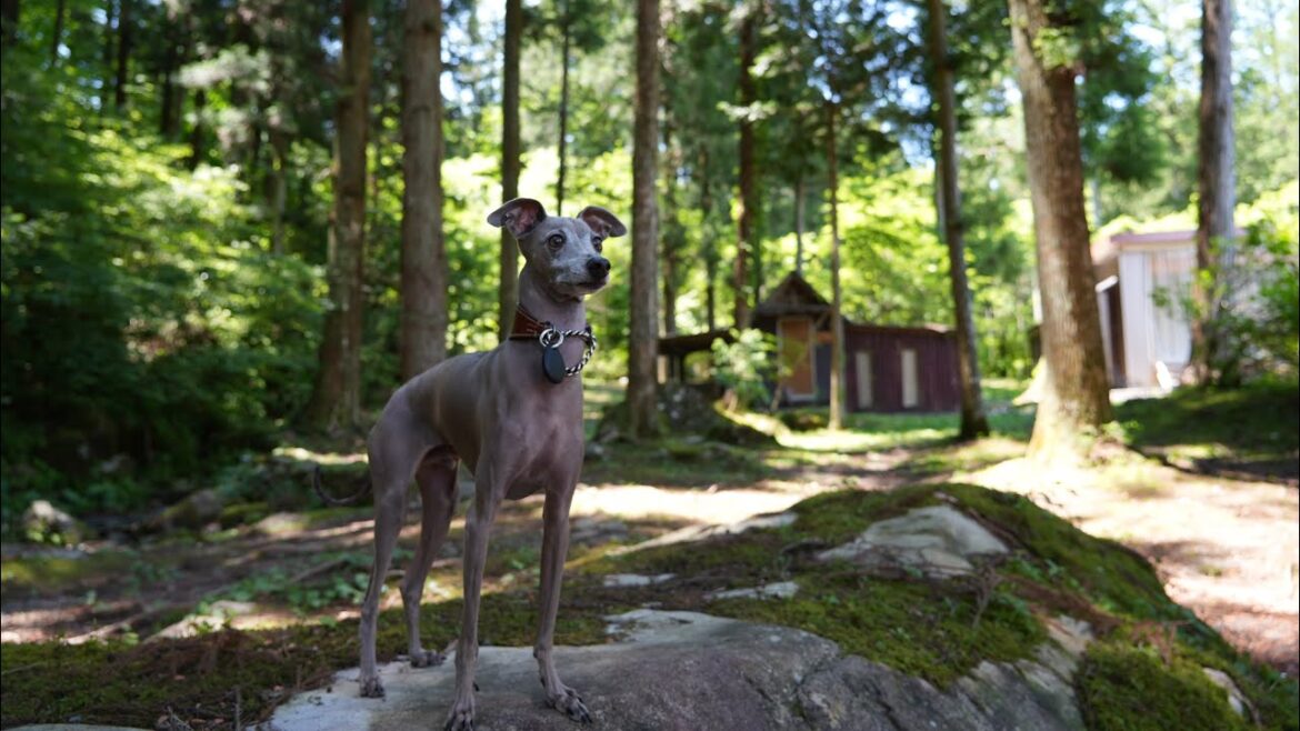 シシ神の森みたいなドッグランで遊ぶシシ寄りの愛犬がこちら【男旅】