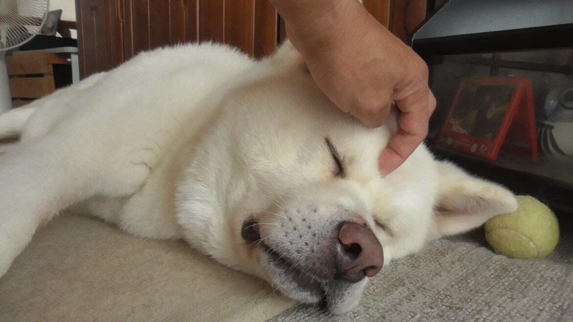 【秋田犬ゆうき】ウトウトして来たのでもっとしっかりウトウト出来るよう飼い主にアシストしてもらう【akita dog】