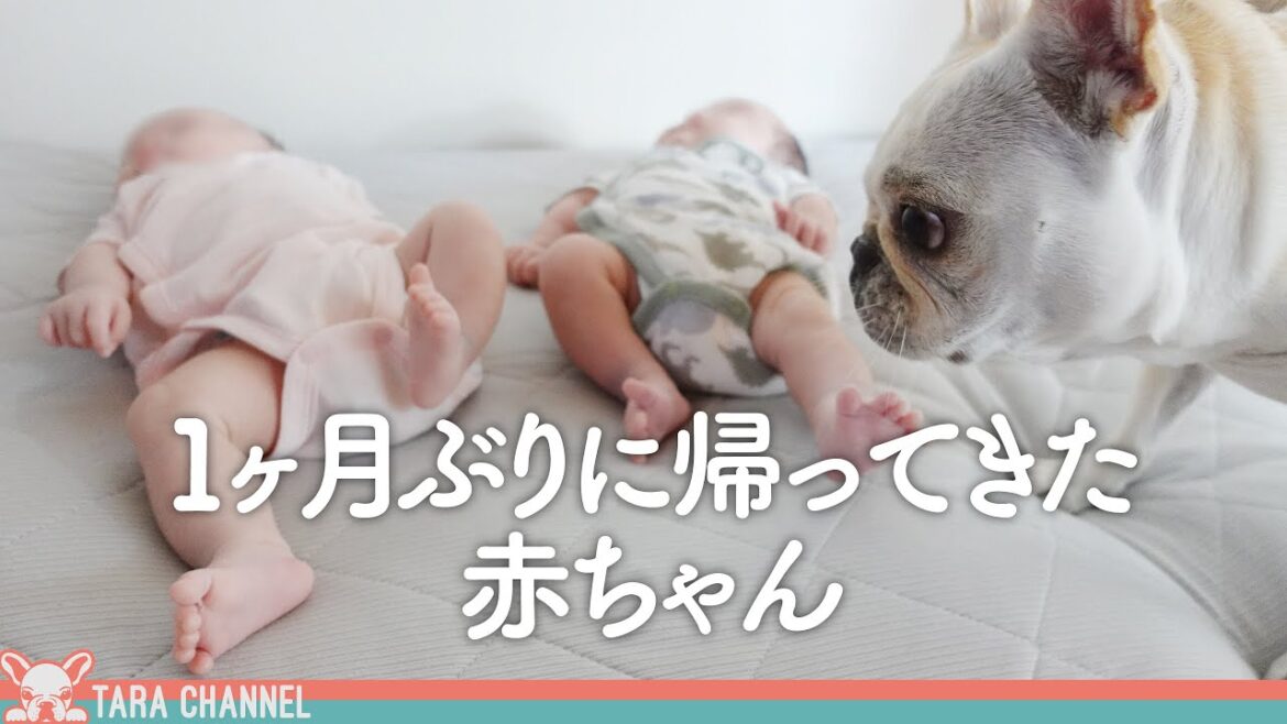 【生後2ヶ月】双子赤ちゃんと久しぶりの再会！