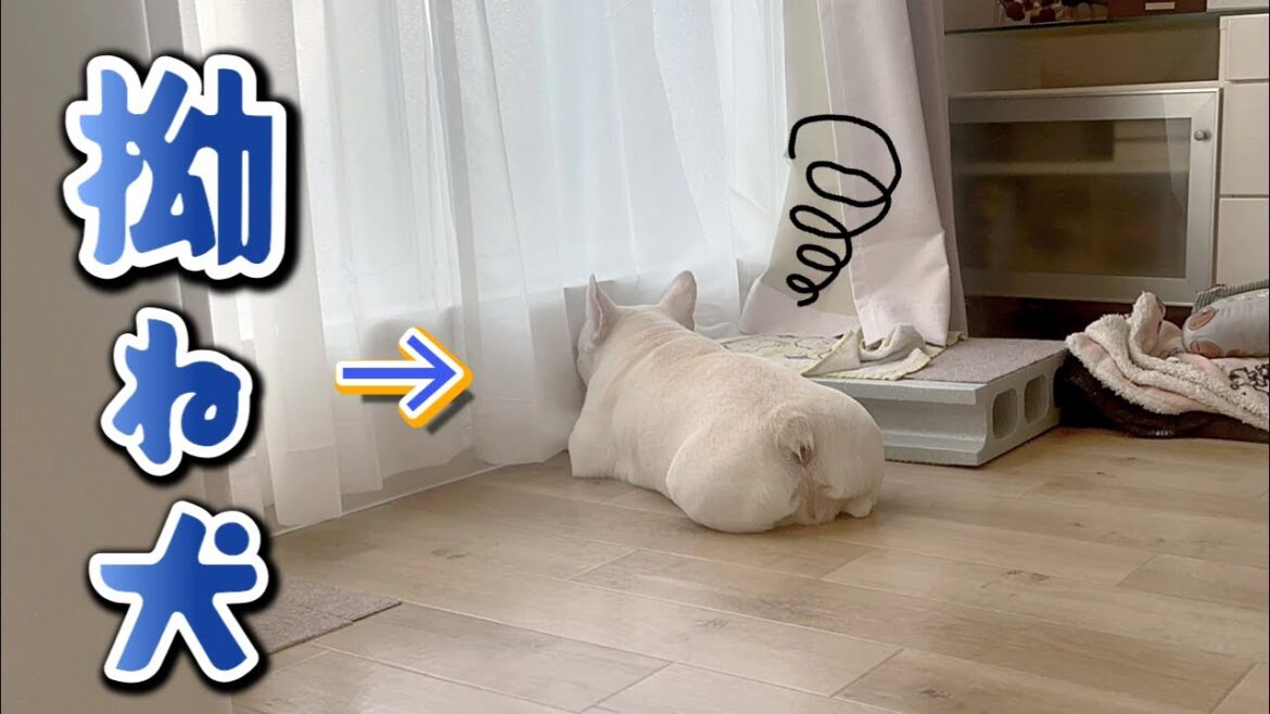 拗ねてるを全力で表現する犬がこちらですｗｗｗ【フレンチブルドッグ frenchbulldog】