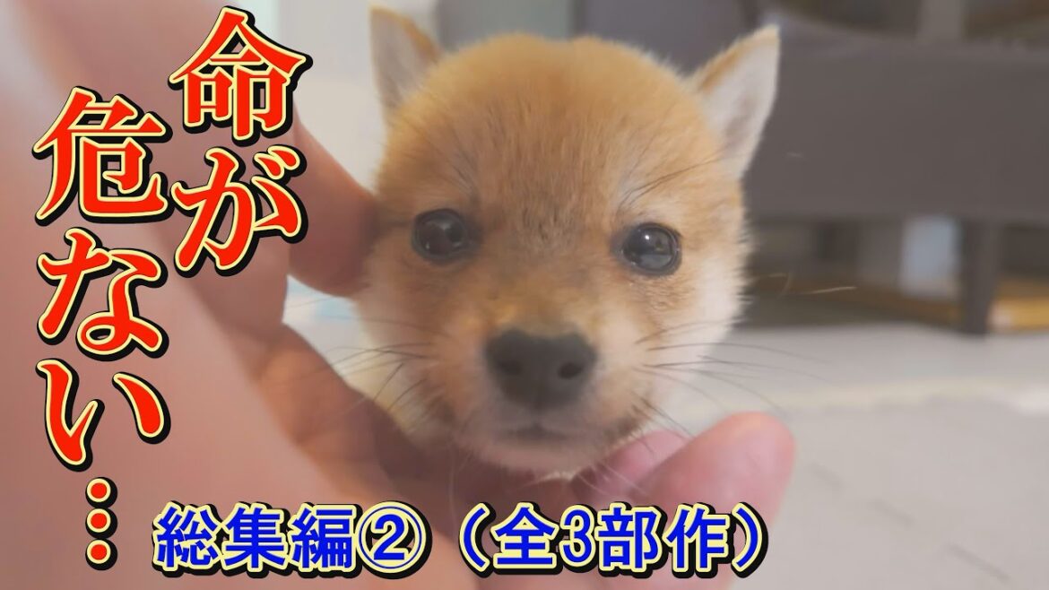 【総集編②】「ボクの命を救って！」命を失いかけた子犬の奮闘記