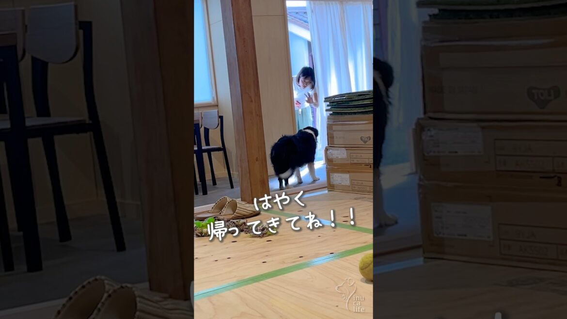 お見送りをしてくれる優しいおねえちゃん犬 #ボーダーコリー #犬のいる暮らし お見送りをしてくれる優しいおねえちゃん犬 #ボーダーコリー #犬のいる暮らし