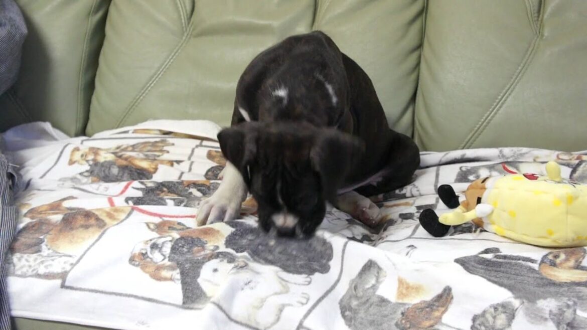 ボクサー犬の子犬2012.02.20