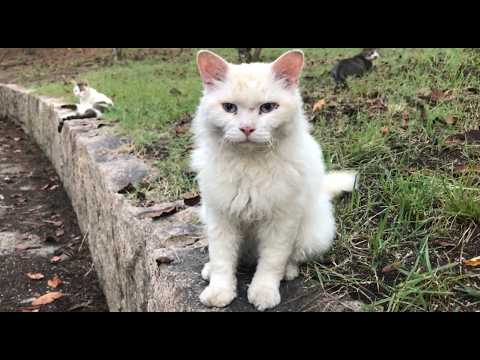 猫の種類セルカークレックスらしき超人懐っこいふわふわ猫ちゃん 猫の種類セルカークレックスらしき超人懐っこいふわふわ猫ちゃん