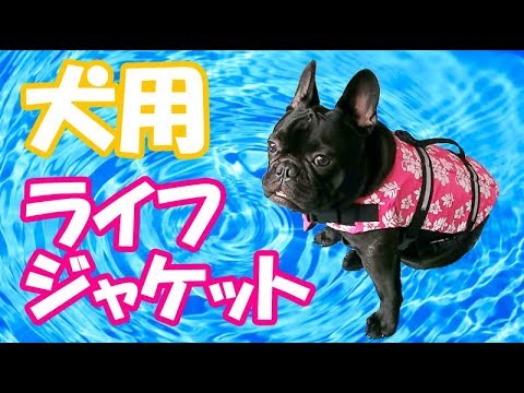 犬用ライフジャケット買いました!フレンチブルドッグでも着れそう♪ 犬用ライフジャケット買いました!フレンチブルドッグでも着れそう♪