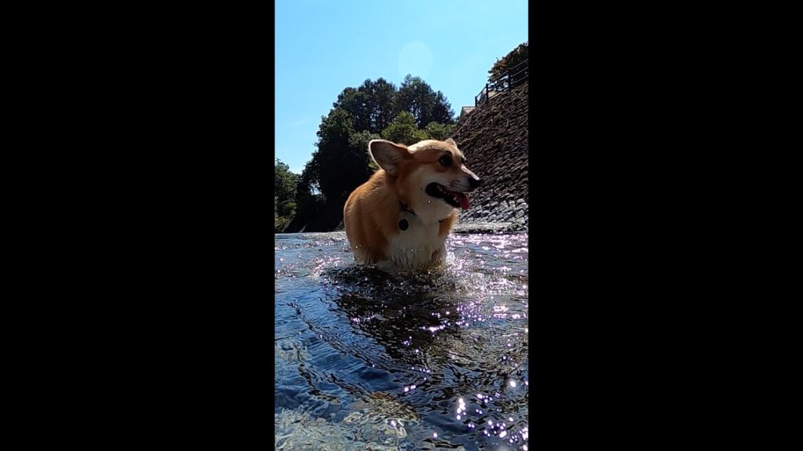 遠回りして楽なルートを選んだコーギー / A corgi chose a longer but easier route #shorts