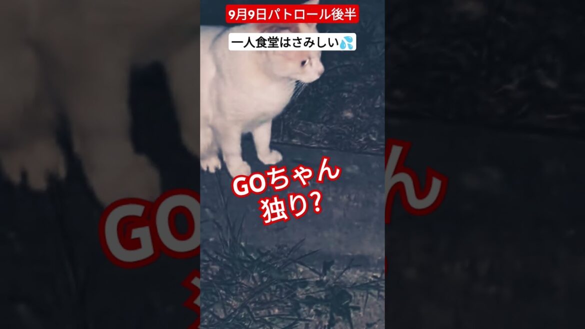 【9月9日パトロール後半】一人食堂はさみしいよね💦