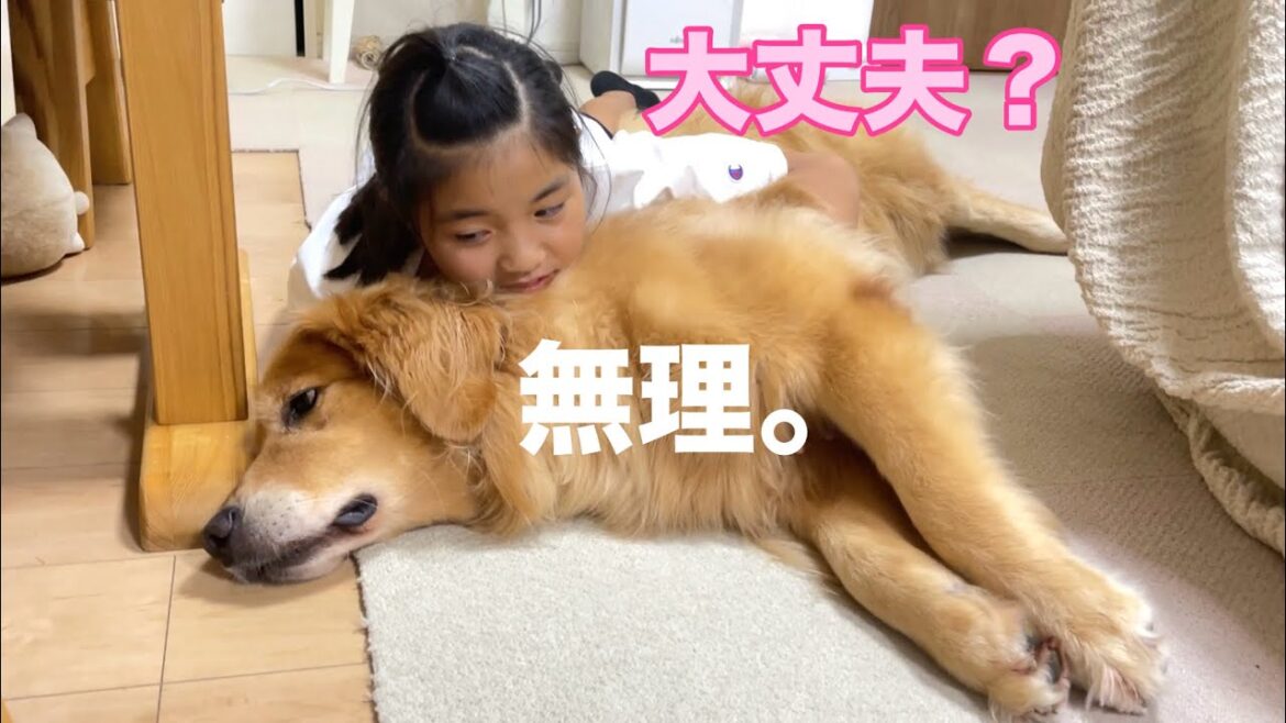 夏バテで、もはや動く気すらない大型犬クッキー【ゴールデンレトリバーとミニチュアダックスフンド】