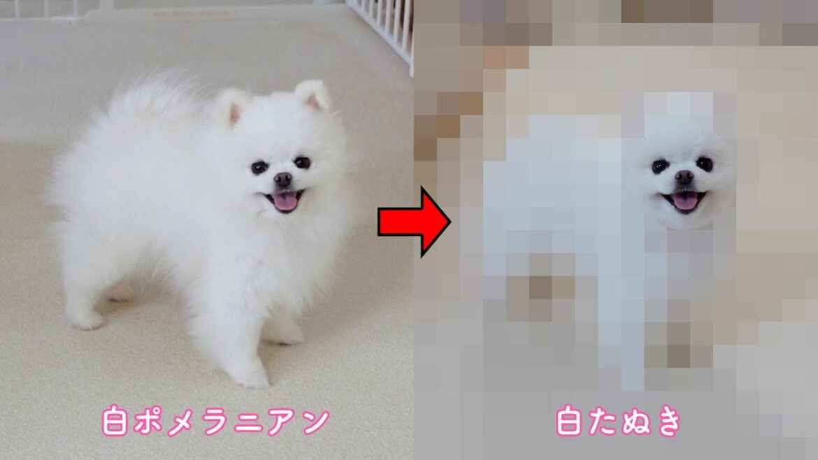 白いポメラニアンが白いたぬきになりました