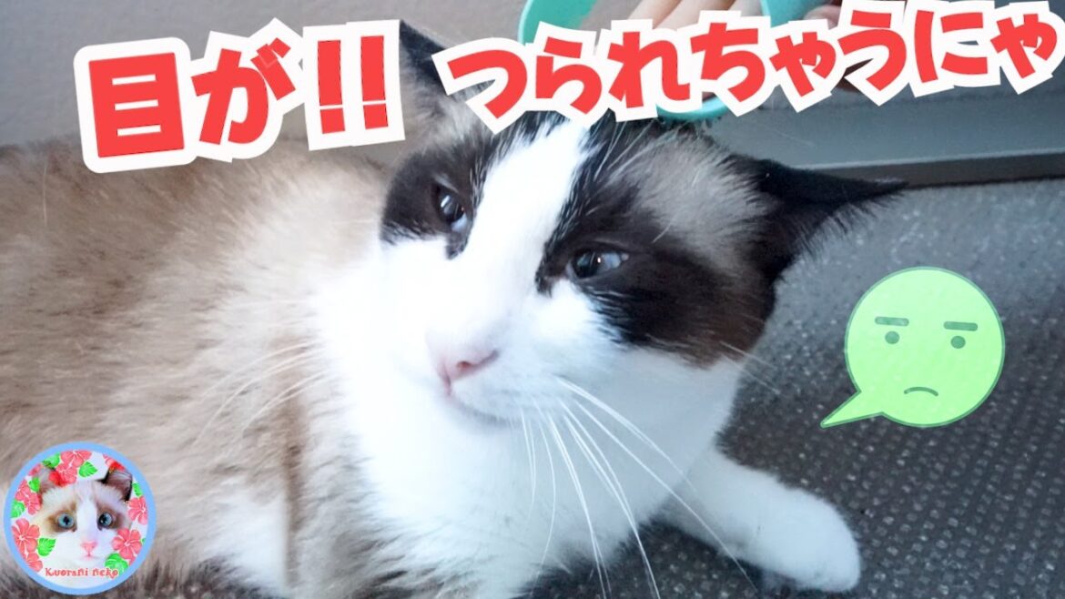 【100均】セリアのあれで大満足な猫がいます Cats happy with 100 yen items 【100均】セリアのあれで大満足な猫がいます Cats happy with 100 yen items