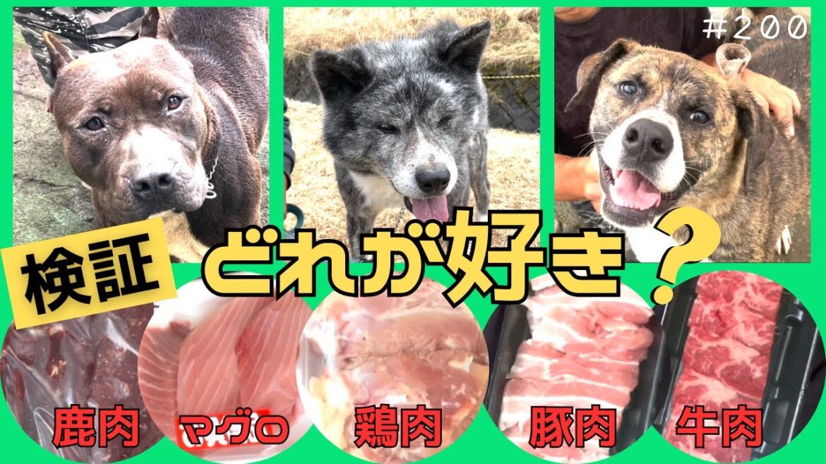 【検証】５種類の肉を並べたら、どれから食べる？検証全くしきれてない動画がこちらです。。。
