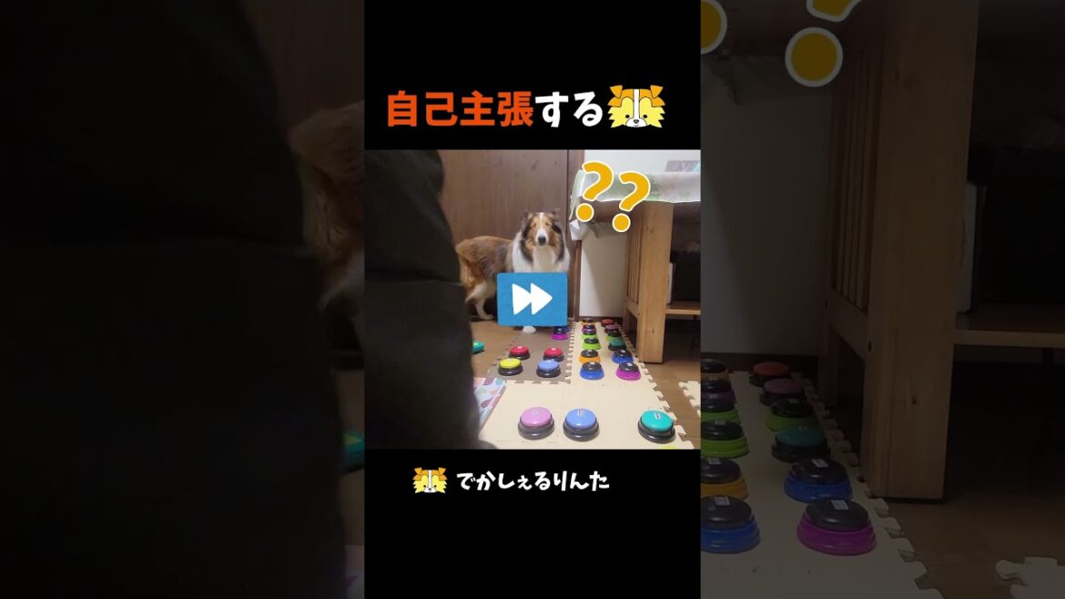 自己主張するシェルティ【会話ボタンでしゃべる犬】 #shorts  #dog