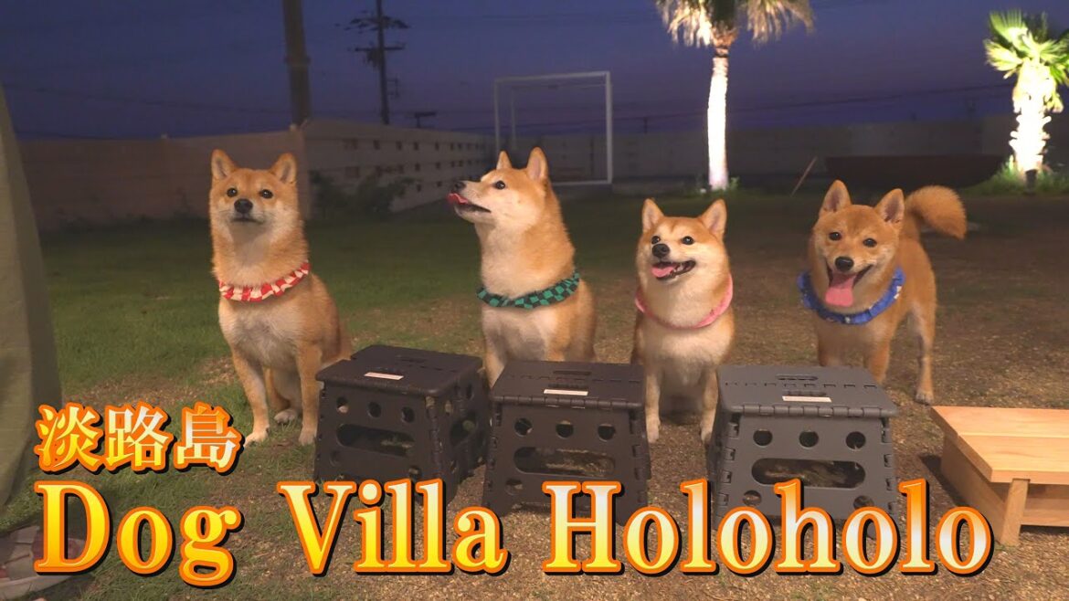 疲れたけど、まだ遊びたい柴犬が必死に睡魔と戦う姿に癒されました