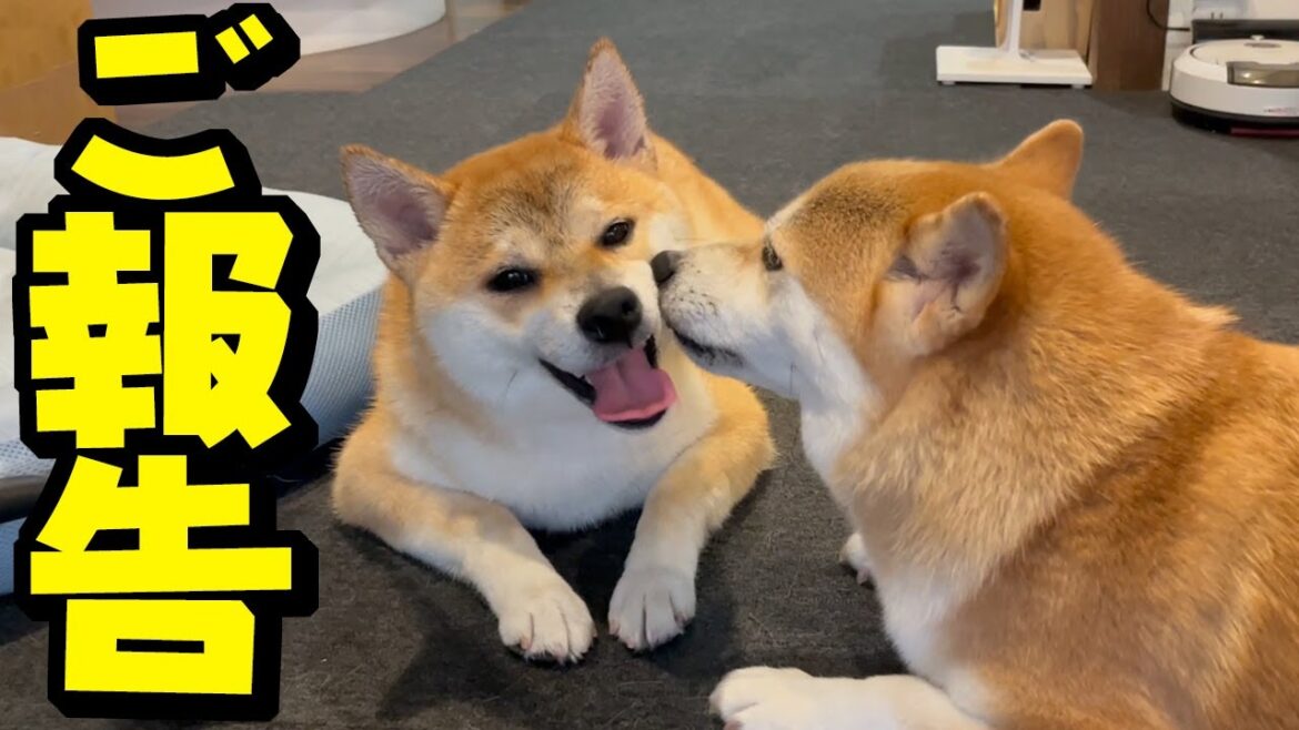 妹柴犬こんぶの病気（右股関節異形成症）と今後についてのお知らせです
