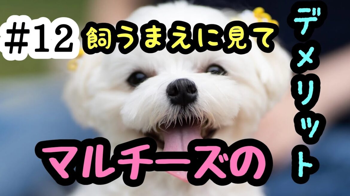 ＃12　飼うまえに見て‼️マルチーズのデメリット