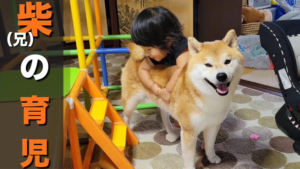 子供同然に大切に育てた柴犬、今では妹たちに優しく接してくれる日々