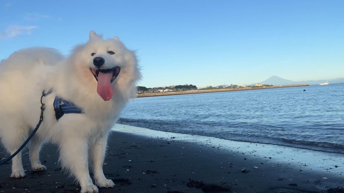 【犬 Vlog】海で大はしゃぎするサモエドのムンしゃんが愛おしい