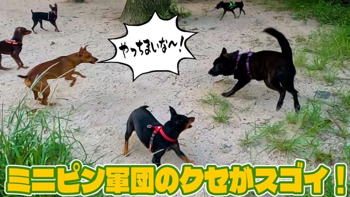 ミニピン軍団のクセがスゴイ！