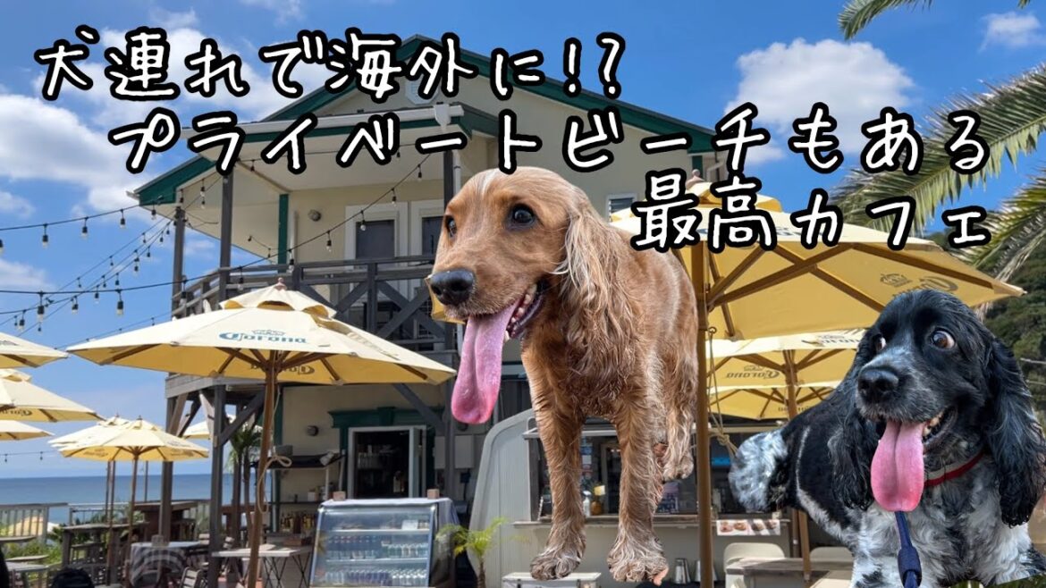【犬連れOKカフェ・食事編#8】逗子サーファーズ イングリッシュコッカースパニエル「みみ」の気持ち 【犬連れOKカフェ・食事編#8】逗子サーファーズ イングリッシュコッカースパニエル「みみ」の気持ち