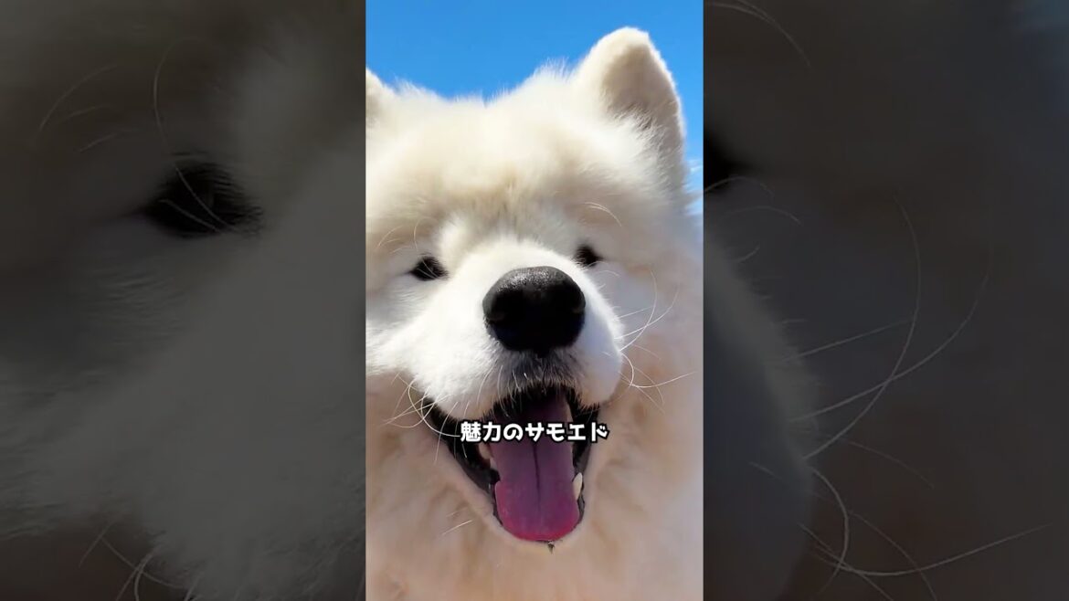サモエド 🐶 世界で最も高価な犬種のひとつ！！