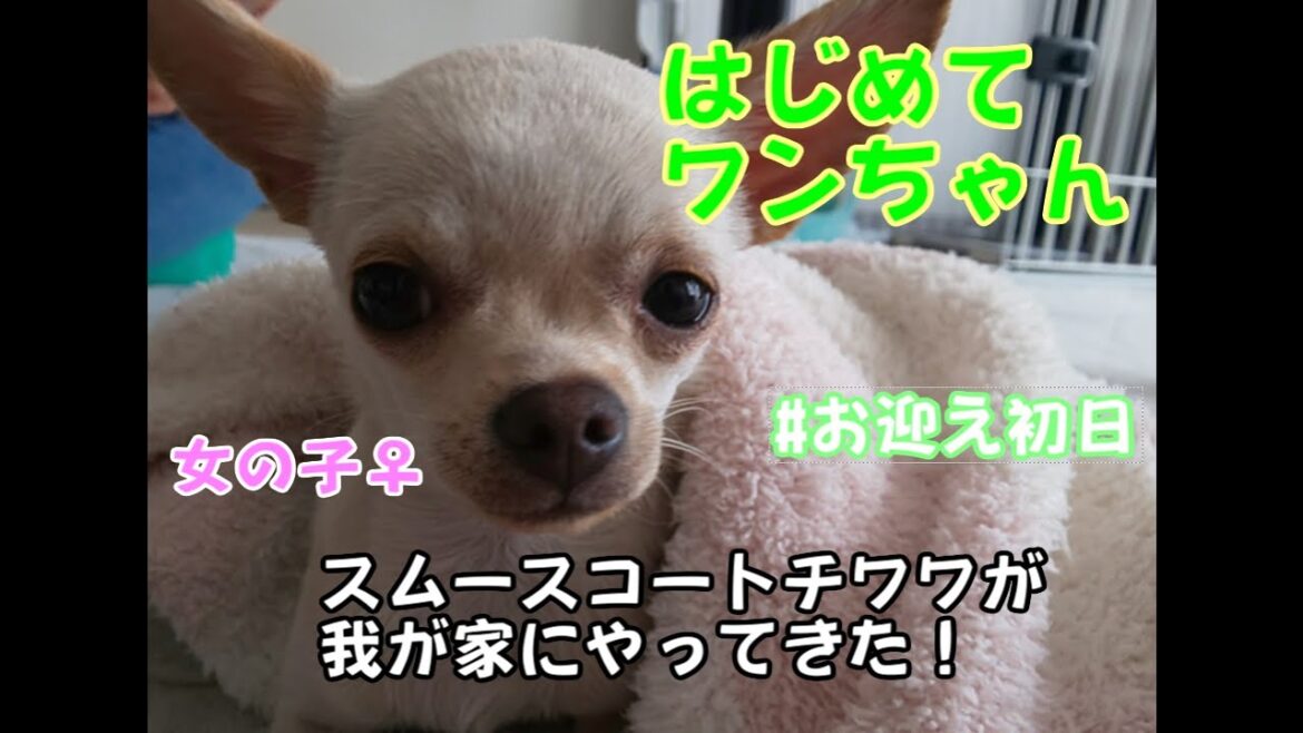 はじめてわんちゃん日記１　#はじめてワンちゃん #スムースコートチワワ