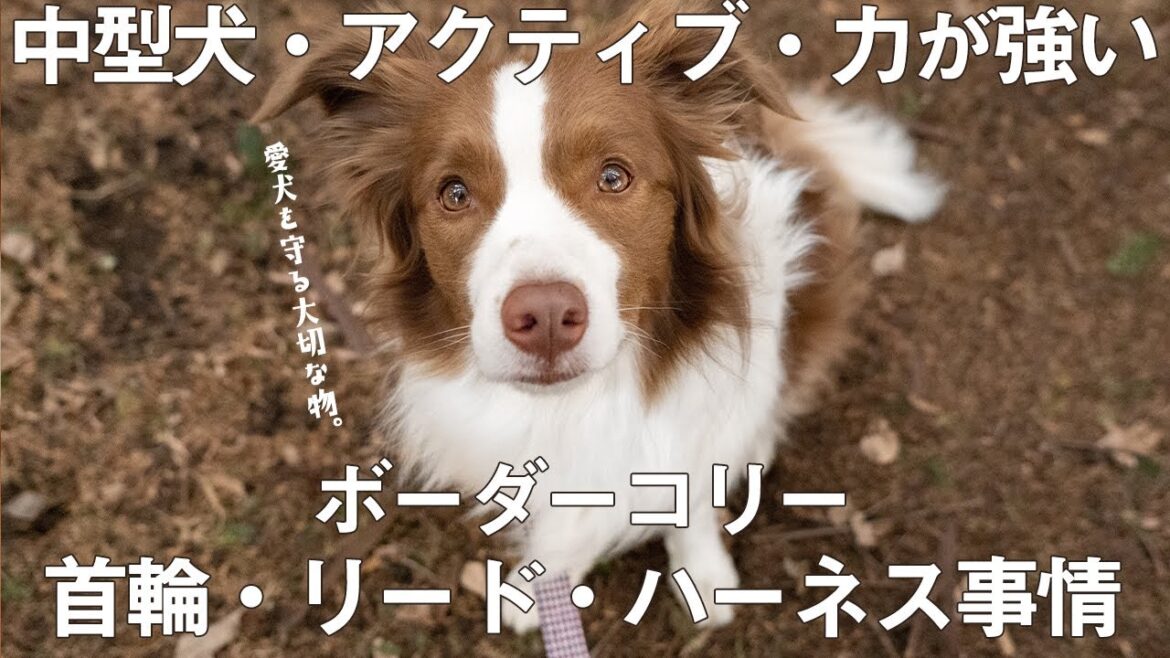 【命を守る大切な道具】新しく買ったものと今まで使ってきたものを紹介します！【首輪･リード･ハーネス】