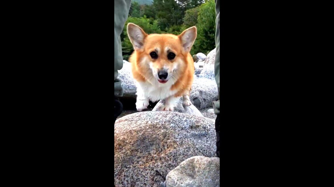 飛石の上を上手に歩いてくるコーギー / A corgi walking skillfully on stepping stones #shorts