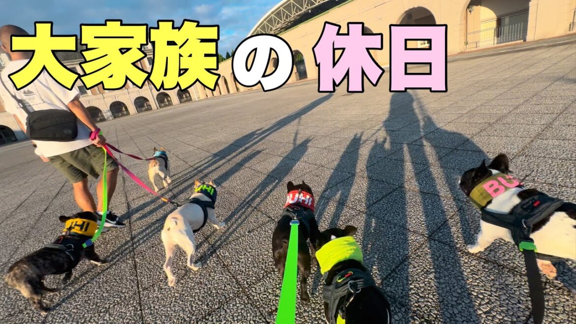 【フレンチブルドック6頭飼い】残暑厳しい連休どう過ごしてる⁉