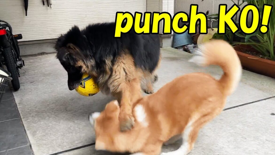 punch！秋田犬そら（青空）シェパードマックにKOされました。猫パンチ炸裂