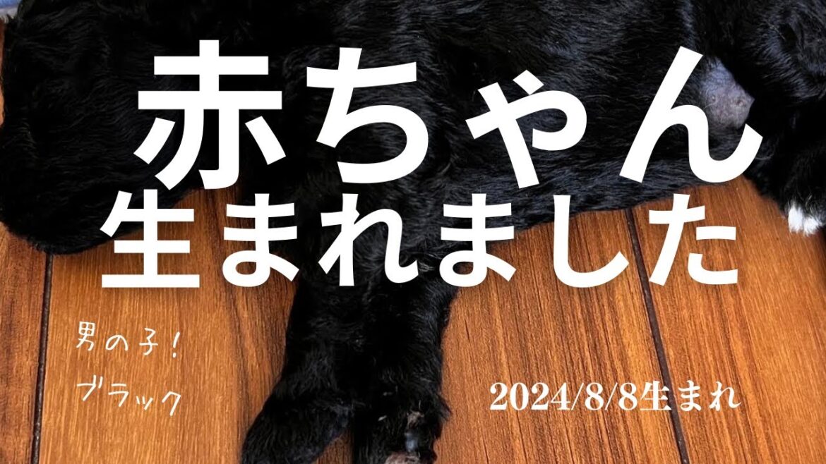 家族募集中のかわいいトイプードル