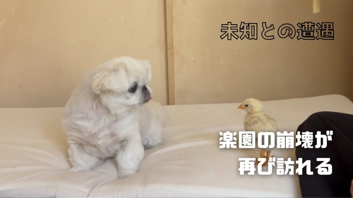 【ペキニーズ】梅子の種を超えた友情は芽生えるのか? 【ペキニーズ】梅子の種を超えた友情は芽生えるのか?