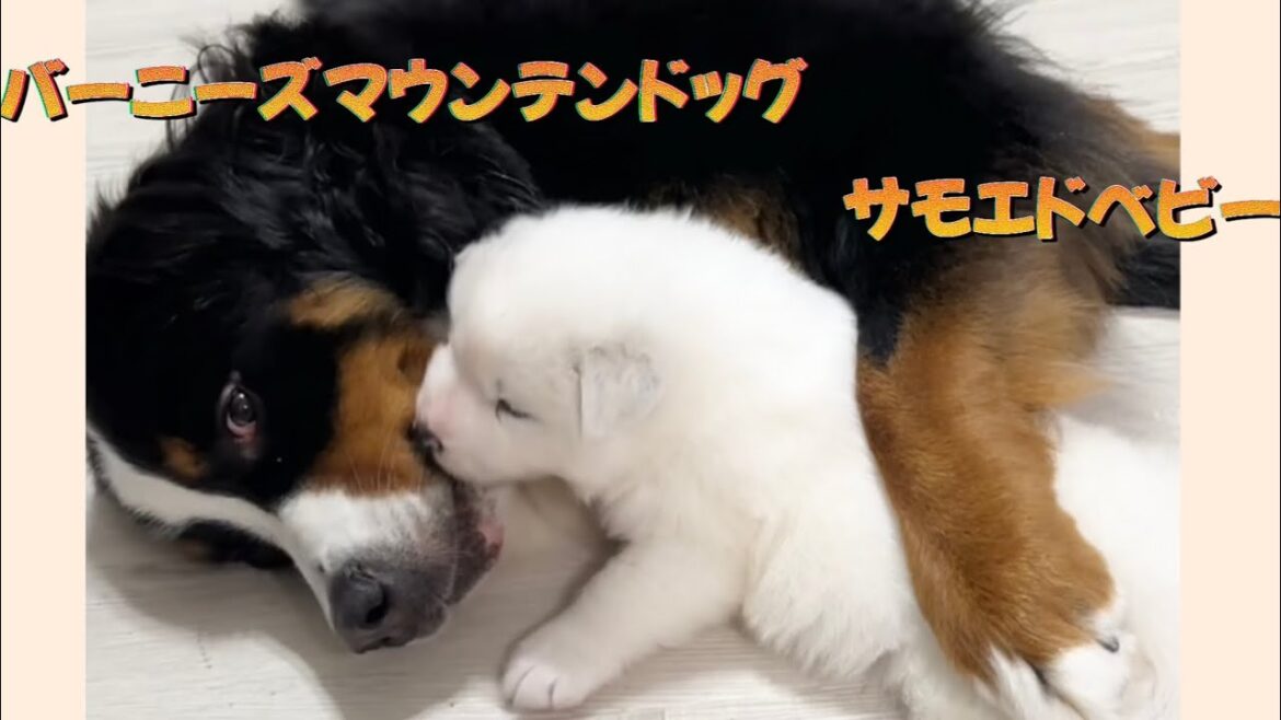 サモエドの赤ちゃん子育て中？！バーニーズマウンテンドッグのローザママ☆大型犬 子犬 PUPPY Samoyed bernese mountain dog