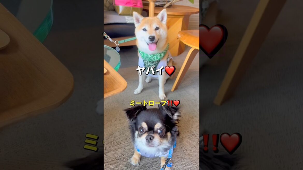 ポンチビとドッグカフェ行ってきたよ😊🐶🐾#柴犬 #チワワ #shorts