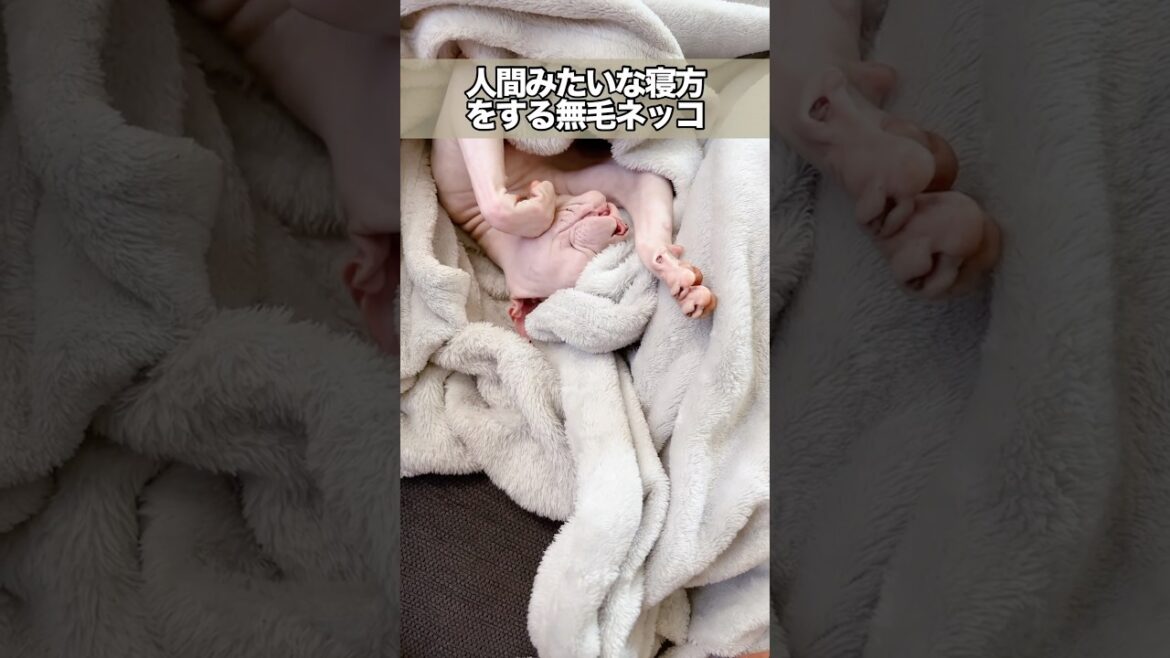 人間みたいな寝方をする無毛ネッコ #スフィンクス猫