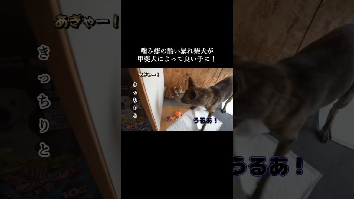 噛み癖の酷い柴犬を教育する甲斐犬先輩！　 #甲斐犬　#柴犬 #youtubeshorts