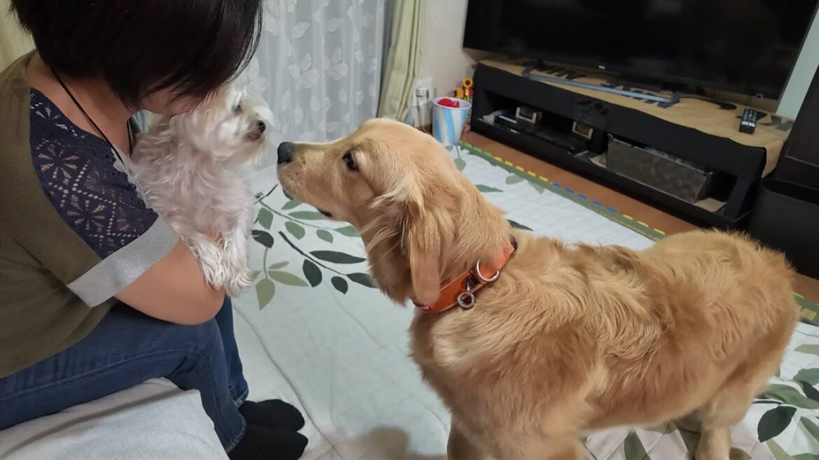 覚えているかな？久しぶりに再会した７ヶ月の大型犬と１１歳の小型犬。【Golden Retriever japan】
