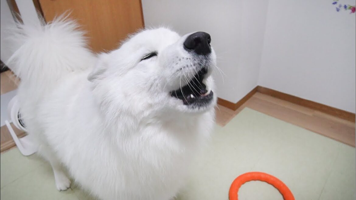 終電で帰ってきたママに不満爆発のお迎え遠吠えをする犬がかわいすぎました