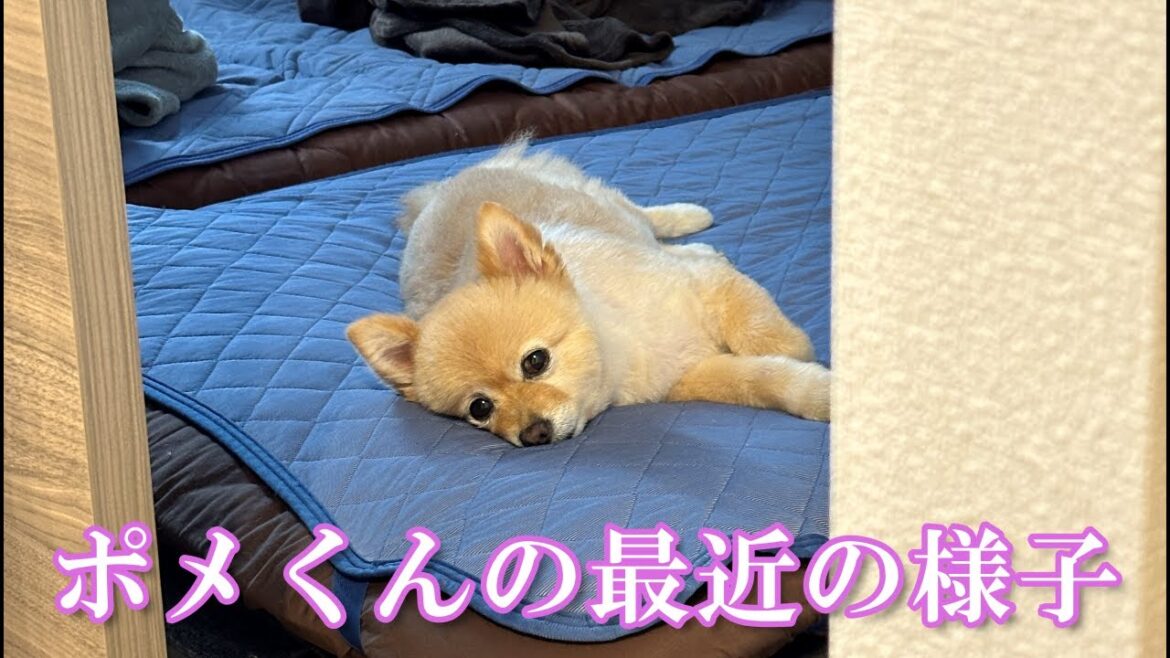 【お知らせ】ポメくんの最近の様子や、ファンの皆様にお知らせなど！