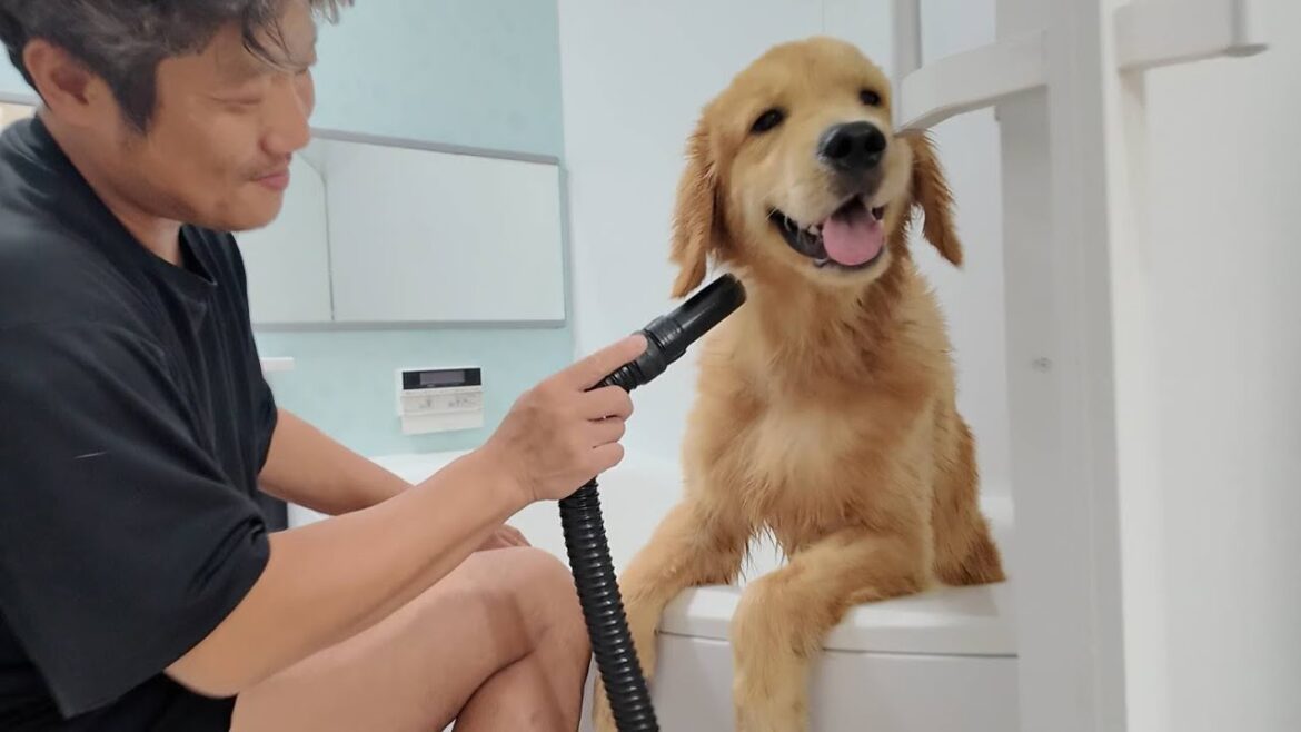 久しぶりに一緒にお風呂に入ったらデカすぎた。７ヶ月になったゴル。【Golden Retriever japan】